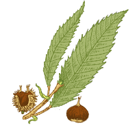 feuille de chataigné