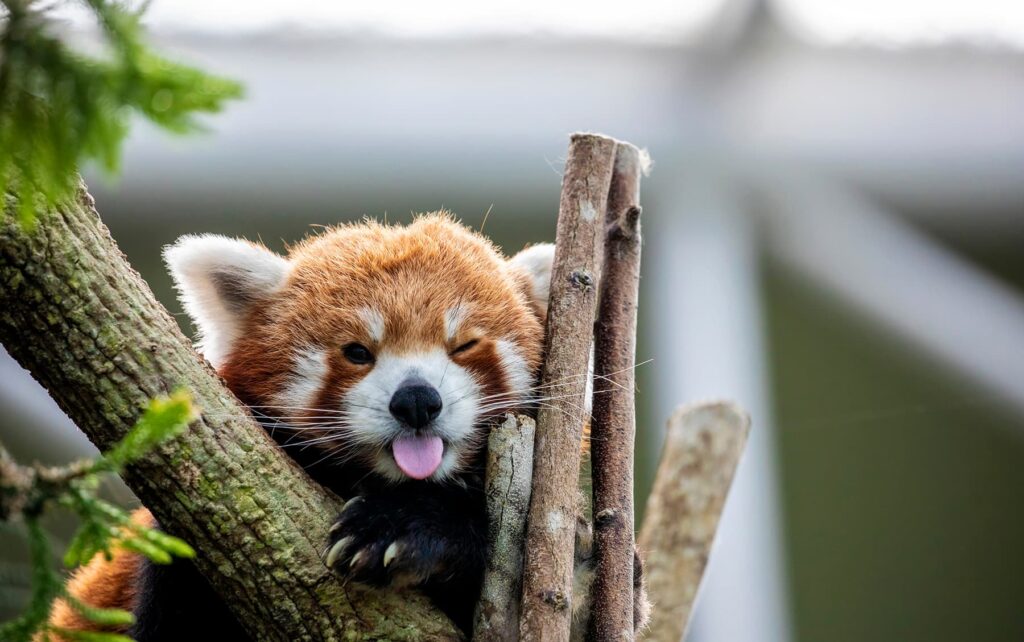 parc animalier Pyrénées